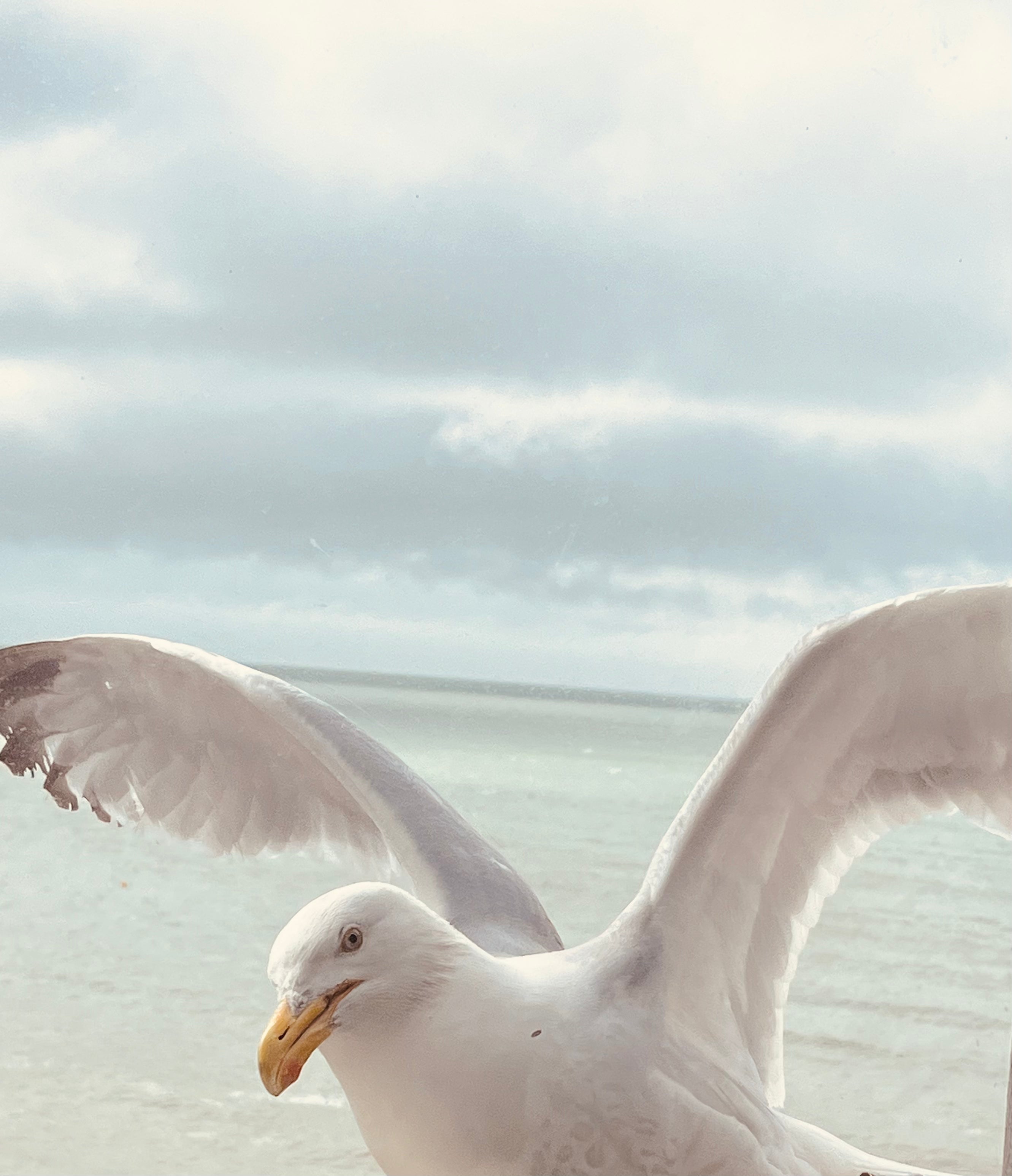 Playful Seagull