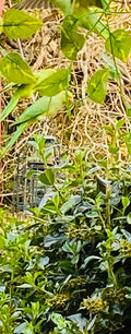 Flighty green birds